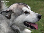 aljašský malamut (Canis lupus f. familiaris)