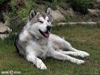 aljašský malamut (Canis lupus f. familiaris)