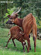 bongo horský (Tragelaphus eurycerus isaaci)