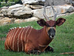 bongo horský (Tragelaphus eurycerus isaaci)