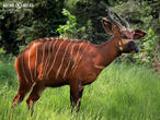 bongo horský (Tragelaphus eurycerus isaaci)