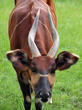bongo horský (Tragelaphus eurycerus isaaci)