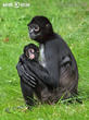 chápan středoamerický (Ateles geoffroyi)