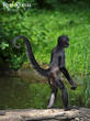 chápan středoamerický (Ateles geoffroyi)