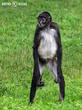 chápan středoamerický (Ateles geoffroyi)