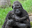 gorila nížinná (Gorilla gorilla)