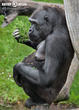 gorila nížinná (Gorilla gorilla)