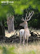 jelen bucharský (Cervus elaphus bactrianus)