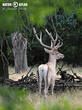 jelen bucharský (Cervus elaphus bactrianus)