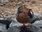 kachnička šedoboká (Callonetta leucophrys)