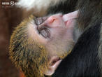 kočkodan Brazzův (Cercopithecus neglectus)