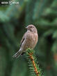 konopka obecná (Carduelis cannabina)
