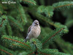 konopka obecná (Carduelis cannabina)