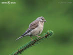 konopka obecná (Carduelis cannabina)
