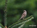 konopka obecná (Carduelis cannabina)