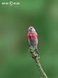 konopka obecná (Carduelis cannabina)