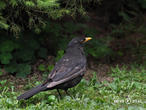 kos černý (Turdus merula)