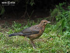 kos černý (Turdus merula)