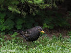 kos černý (Turdus merula)