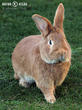 králík burgundský (bu) (Oryctolagus cuniculus f. domesticus)