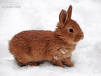 králík burgundský (bu) (Oryctolagus cuniculus f. domesticus)