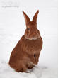 králík burgundský (bu) (Oryctolagus cuniculus f. domesticus)