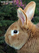 králík burgundský (bu) (Oryctolagus cuniculus f. domesticus)