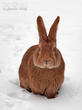 králík burgundský (bu) (Oryctolagus cuniculus f. domesticus)