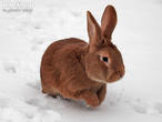 králík burgundský (bu) (Oryctolagus cuniculus f. domesticus)
