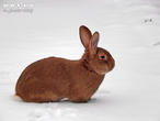 králík burgundský (bu) (Oryctolagus cuniculus f. domesticus)
