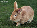 králík burgundský (bu) (Oryctolagus cuniculus f. domesticus)