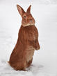 králík burgundský (bu) (Oryctolagus cuniculus f. domesticus)