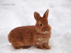 králík burgundský (bu) (Oryctolagus cuniculus f. domesticus)
