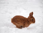 králík burgundský (bu) (Oryctolagus cuniculus f. domesticus)