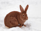 králík burgundský (bu) (Oryctolagus cuniculus f. domesticus)