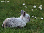 králík kalifornský (kal) (Oryctolagus cuniculus f. domesticus)