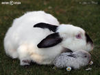 králík kalifornský (kal) (Oryctolagus cuniculus f. domesticus)