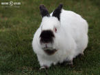 králík kalifornský (kal) (Oryctolagus cuniculus f. domesticus)