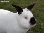 králík kalifornský (kal) (Oryctolagus cuniculus f. domesticus)