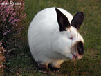 králík kalifornský (kal) (Oryctolagus cuniculus f. domesticus)