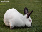 králík kalifornský (kal) (Oryctolagus cuniculus f. domesticus)