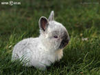 králík kalifornský (kal) (Oryctolagus cuniculus f. domesticus)