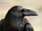 krkavec velký (Corvus corax)