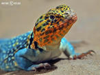 leguánovec obojkový (Crotaphytus collaris)