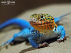 leguánovec obojkový (Crotaphytus collaris)