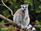 lemur kata (Lemur catta)