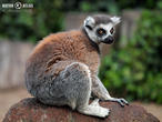lemur kata (Lemur catta)