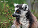 lemur kata (Lemur catta)