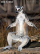 lemur kata (Lemur catta)