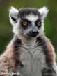 lemur kata (Lemur catta)